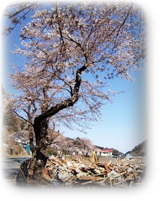 釜石市唐丹町、ガレキの中に負けずに咲いた桜！